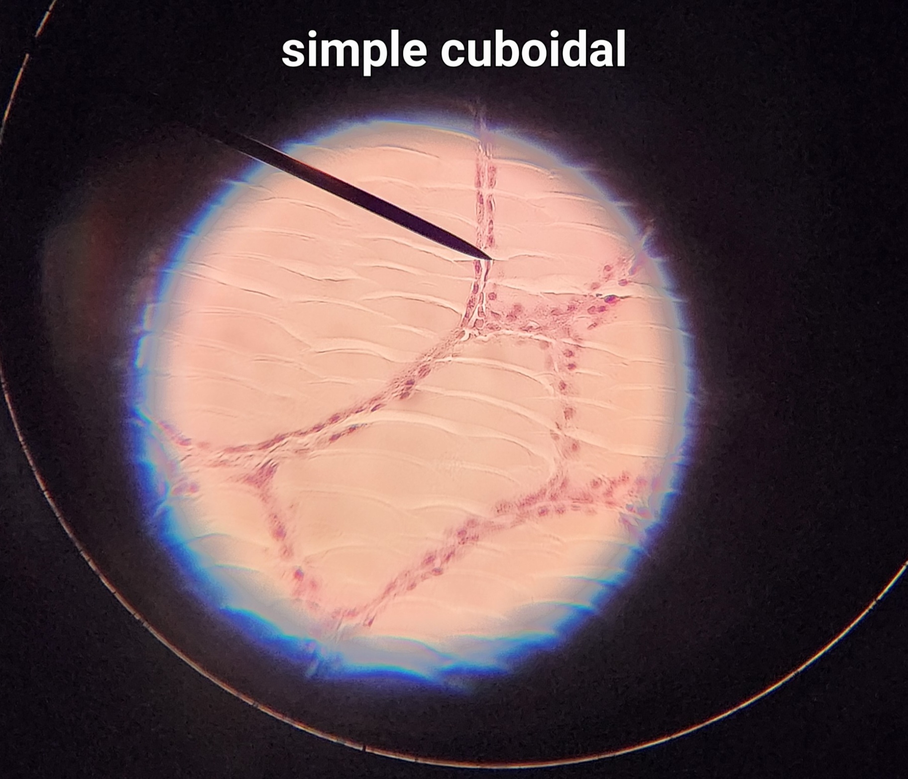 single layer/row of cube-shaped cells