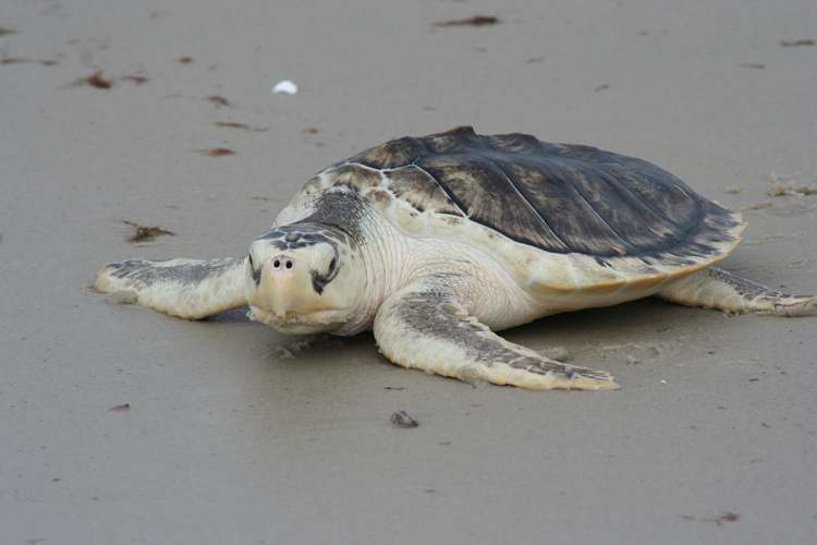 <p>Kemp's Ridley Sea Turtle</p>