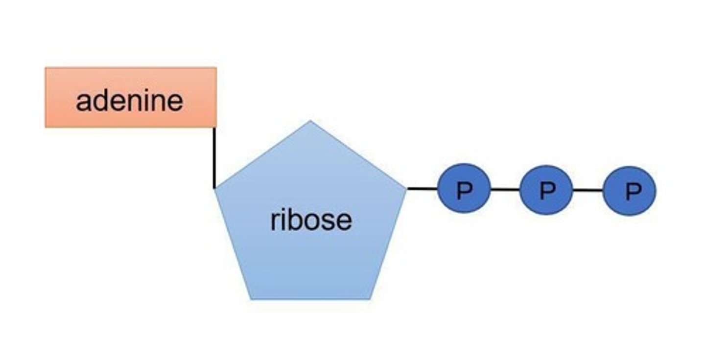 <p>Nucleotide derivative of adenine with 3 inorganic phosphate groups.</p>