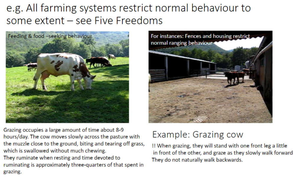 <p><strong>Restriction by Farming Systems</strong><br> All farming systems restrict <strong>normal behaviour</strong> to some extent (see <strong>Five Freedoms</strong>)</p><p><strong>Grazing Behaviour</strong><br> Cows spend ~8–9 hours/day grazing<br> Move slowly across pasture, <strong>muzzle close to the ground</strong><br> Bite and tear grass, swallow with little chewing<br> Ruminate when resting (~¾ of grazing time)</p><p><strong>Restrictions</strong><br> Fences and housing limit <strong>normal ranging behaviour</strong></p><p><strong>Feeding &amp; Food-Seeking Behaviour</strong><br> When grazing, cows stand with <strong>one front leg forward</strong> and graze while walking forward<br> Do not naturally walk backwards</p>