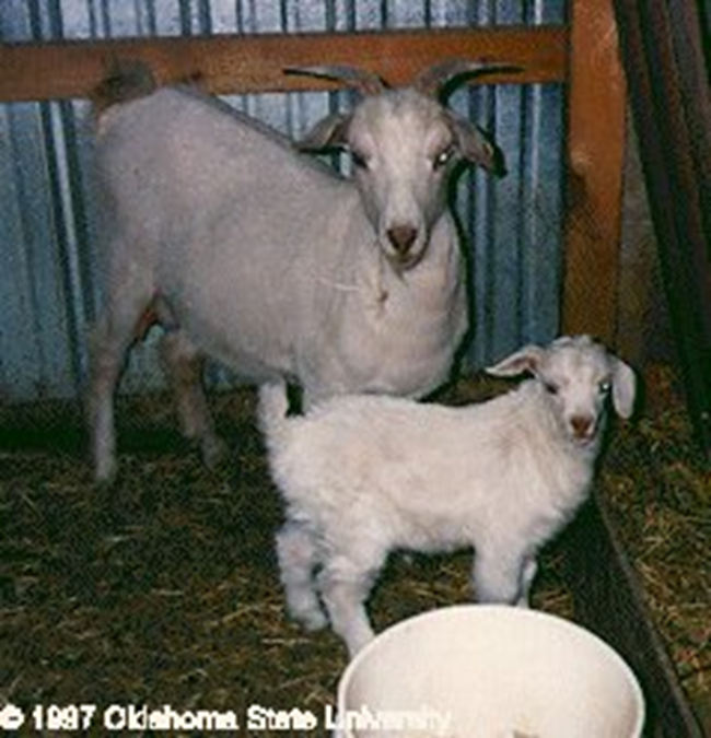 <ul><li><p>sheared once a year and a full grown adult buck will yield as much as 2.5 pounds of fleece</p></li><li><p>not jumpers </p></li><li><p>easy to raise, healthy animals and take only minimal care</p></li></ul><p></p>