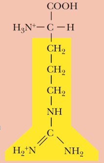 <ul><li><p>Basic</p></li><li><p>Arg, R</p></li><li><p>α-COOH pKa: 2.2</p></li><li><p>α-NH3+ pKa: 9.0</p></li><li><p>R-Group pKa: 12.5</p></li><li><p>* Most common</p></li></ul><p></p>