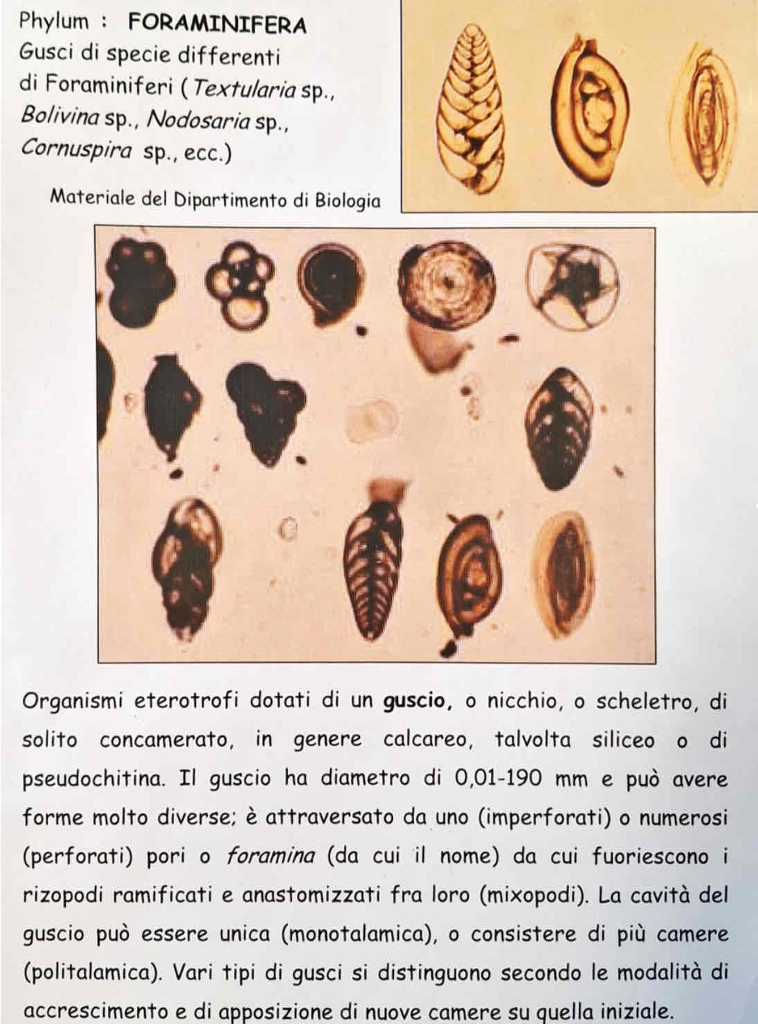 <p><em>Globigerina sp</em>.</p>