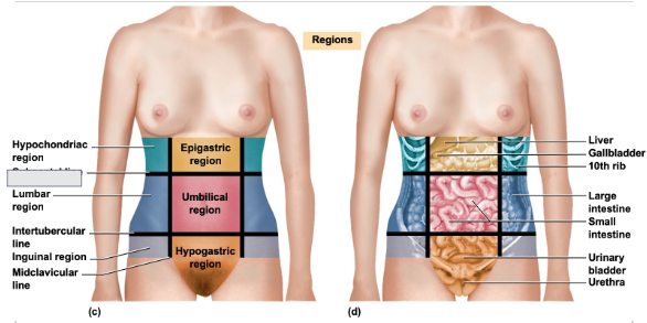 <p>What is this abdominal region</p>