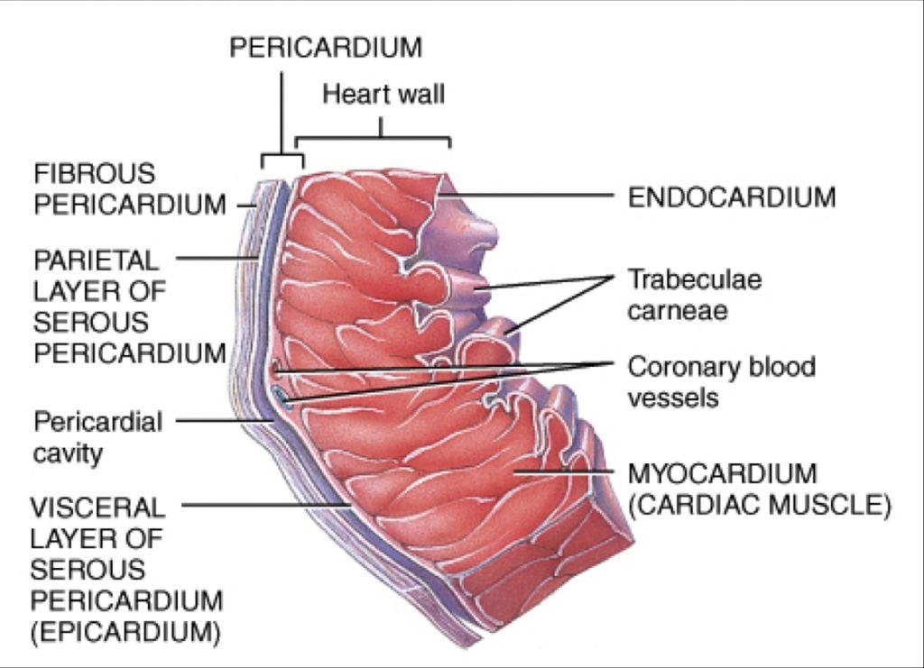 <p>No</p><ul><li><p><strong>endocardium</strong> is the <strong>innermost layer</strong> of the heart wall and consists mainly of <strong>endothelial cells and connective tissue</strong> — <strong>not adipose tissue</strong>.</p><ul><li><p><strong>Adipose tissue</strong> is typically found in the <strong>epicardium</strong> (outer layer), especially along the coronary vessels.</p></li></ul></li></ul><p></p>