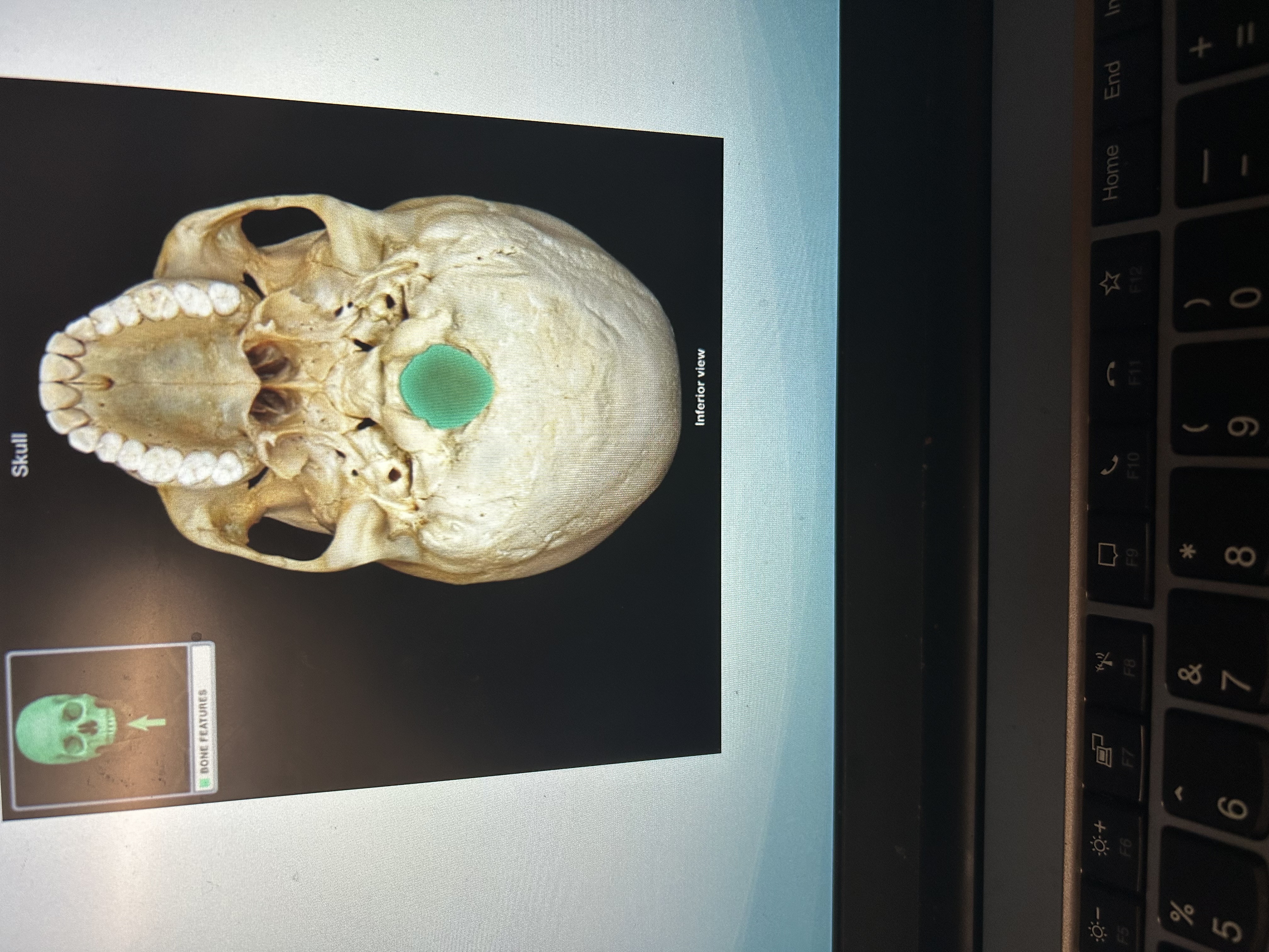 knowt flashcard image