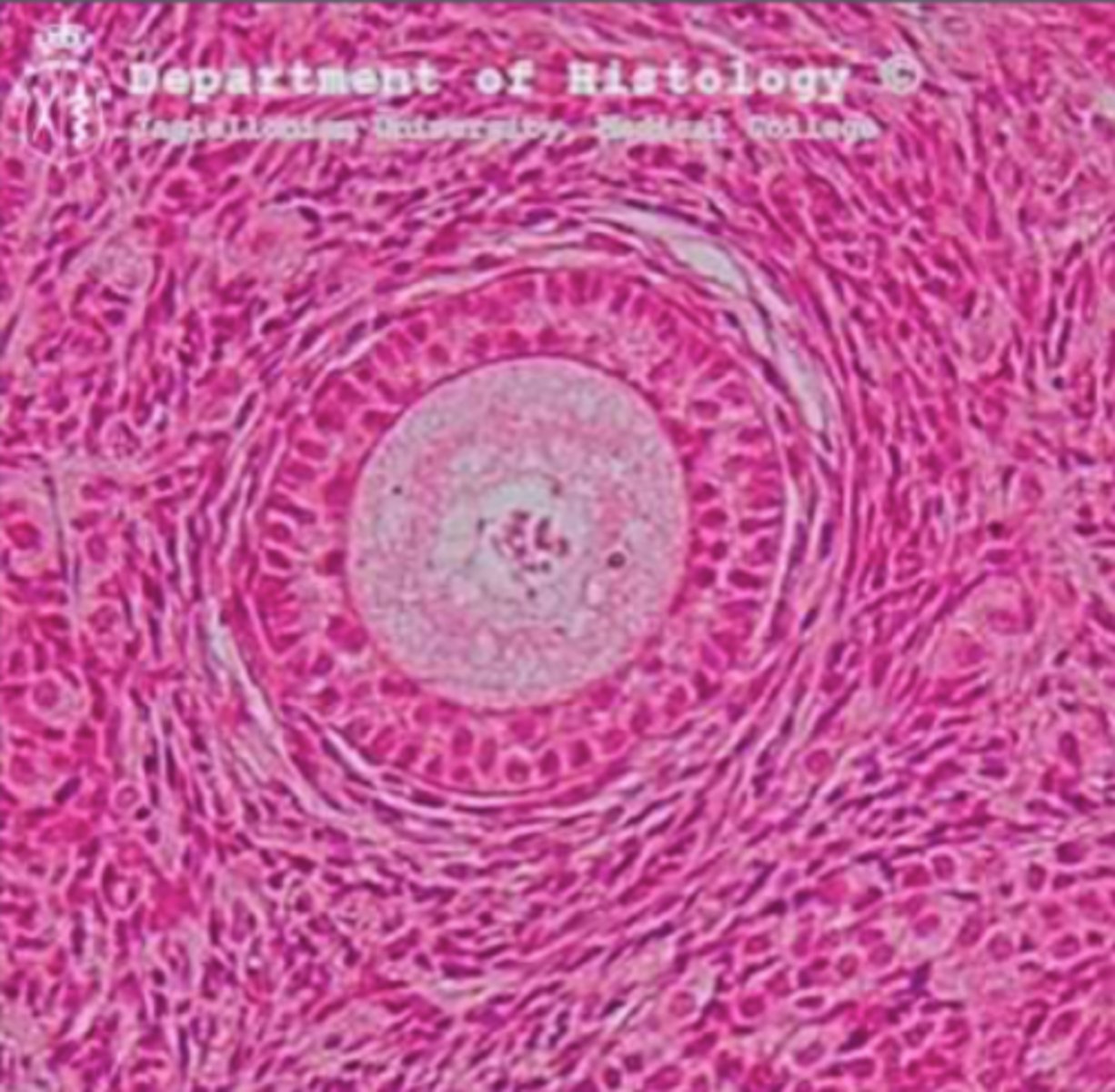 <p>Originated from primordial follicles - cells become cuboidal, begin mitosis and begin to secrete estrogen</p>
