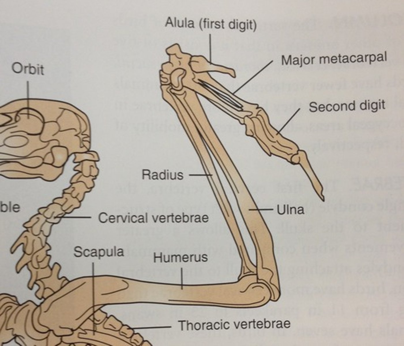 <p>Closest to the shoulder</p>