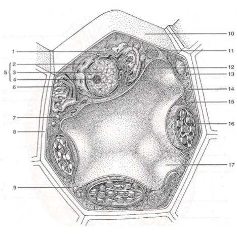 <p>Which organelle is shown at number 1?</p>