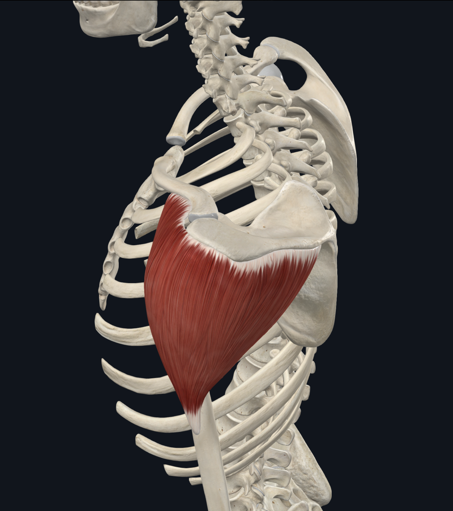 <p>Humerus: deltoid tuberosity</p>