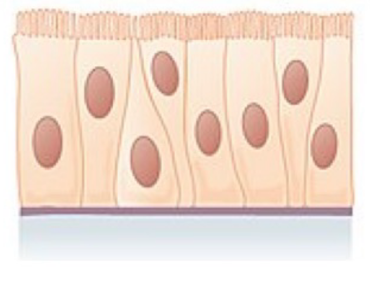 <ul><li><p><strong>Location</strong>: Ciliated tissue lines the trachea and much of the upper respiratory tract.</p></li><li><p><strong>Function</strong>: Secretes mucus; ciliated tissue moves mucus.</p></li><li><p>One layer, not exactly columnar</p></li></ul><p></p>