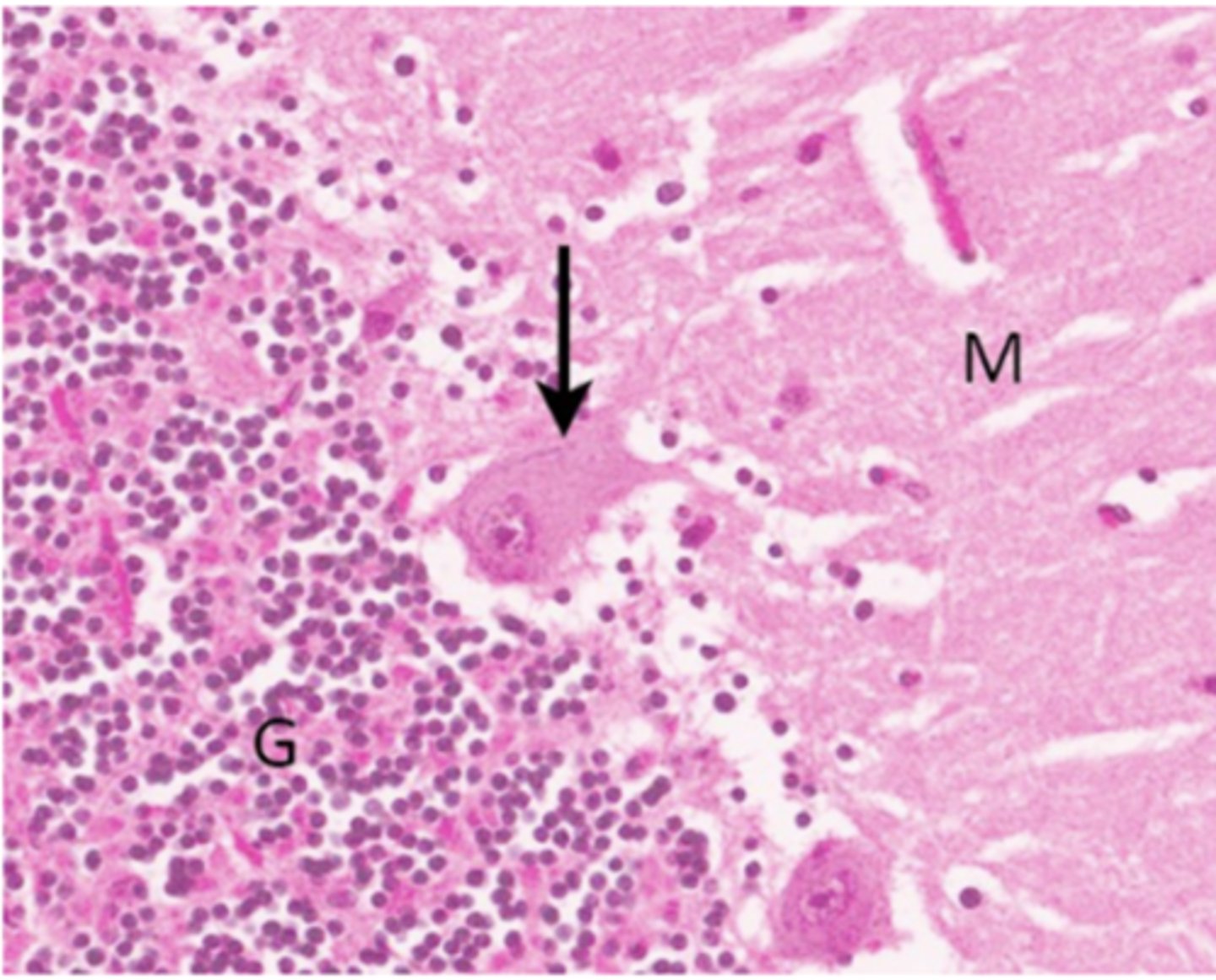 <p>Identify the region of the organ</p>