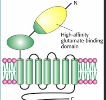 <p><span style="color: rgb(246, 246, 246);"><span>Taste transduction for UMAMI foods:</span></span></p><ul><li><p><span style="color: rgb(246, 246, 246);"><span>TypeofGLUTAMATEreceptor(G- proteincoupledreceptor)</span></span></p></li><li><p><span style="color: rgb(246, 246, 246);"><span>RespondstocertainAMINOACIDS</span></span></p></li><li><p><span style="color: rgb(246, 246, 246);"><span>MSG(=monosodiumglutamate);a flavourenhancer,addedincertainfood butalsofoundnaturallyinsomefoodsincludingtomatoesandcheese)</span></span></p></li></ul><p></p>