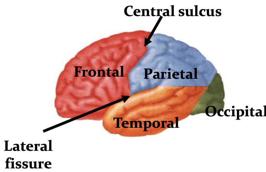 <p>divisible into lobes</p><ul><li><p>frontal (motor, planning, higher order functional) </p></li><li><p>parietal (sensory)</p></li><li><p>temporal (auditory, memory, and learning)</p></li><li><p>occipital (vision)</p></li><li><p>limbic (functional lobe)</p></li></ul><p></p>