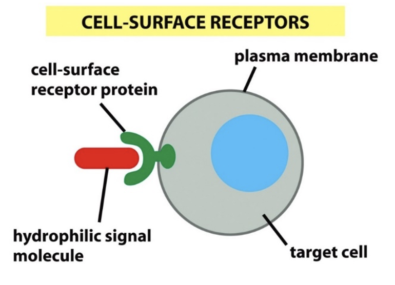 <p>Cell surface receptors: transmembrane receptor proteins with extracellular ligand-binding domains</p><p>ligand<span style="font-family: Arial"> binding induces activity of intracellular kinase enzymes</span></p>