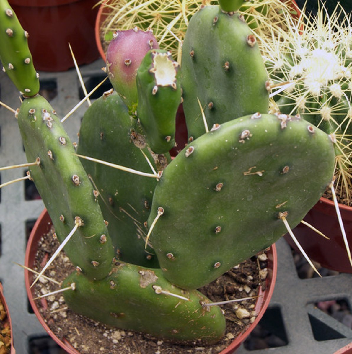 <p>Cactaceae. prickly pear cactus,</p>