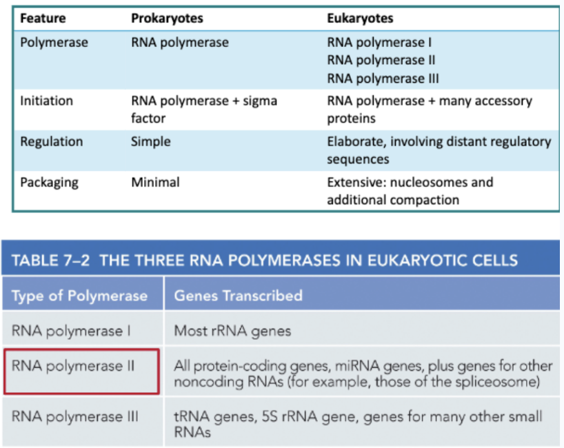 <ul><li><p>MUCH MORE COMPLEX </p></li><li><p>EUKARYOTES HAVE 3 DIFFERENT RNA POLYMERASES </p></li></ul><p></p>
