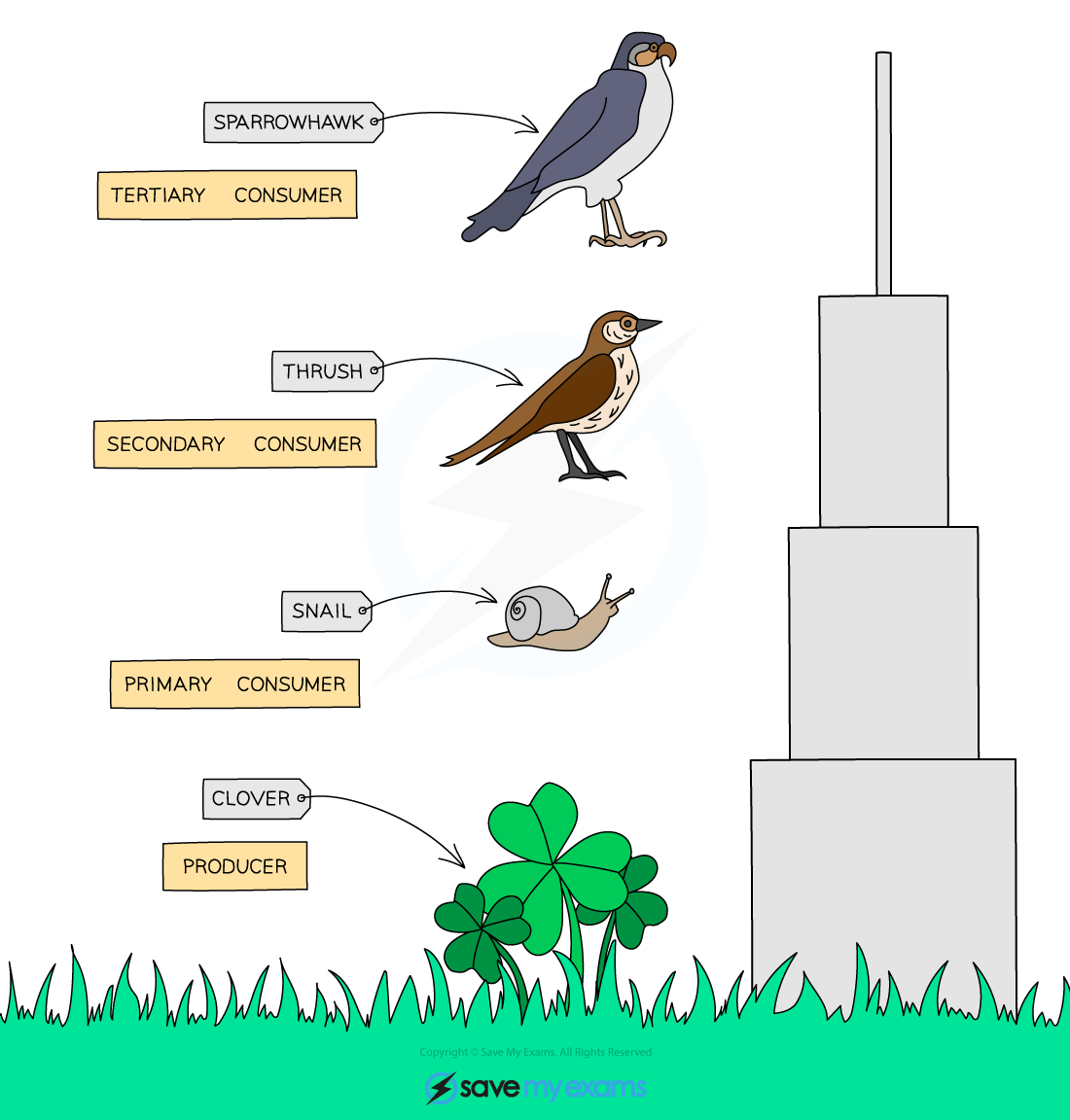 <p>Considers the<strong> total mass</strong> of living organisms at <strong>each trophic level</strong> → biomass should be dry mass, since water stores no energy</p><p></p>
