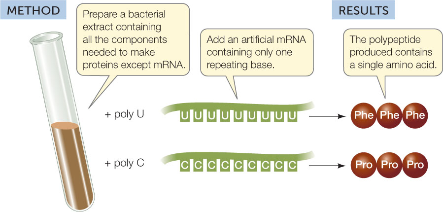 <p>Who in 1961 took E. Coli extract and mixed that with all 20 amino acids (one being radioactive), making them all radioactive solutions poured into 20 test tubes and then added Poly U (a synthetic RNA containing only UUU), in one tube they found that an amino acid was specified by the Poly U since the mRNA transcribes genetic information from DNA, turning amino acids into proteins, they repeated this with PolyA, C, and G, discovering more codons and later identified all 64 codons?</p>