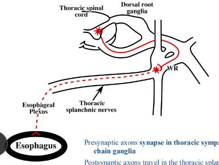 <p>-thoracic sympathetic chain ganglia</p><p>-in the thoracic splanchnic nerves, ramify within the esophageal plexus, and enter the wall of the esophagus</p><p>-sympathetic neurons decrease the rate of peristalsis</p>