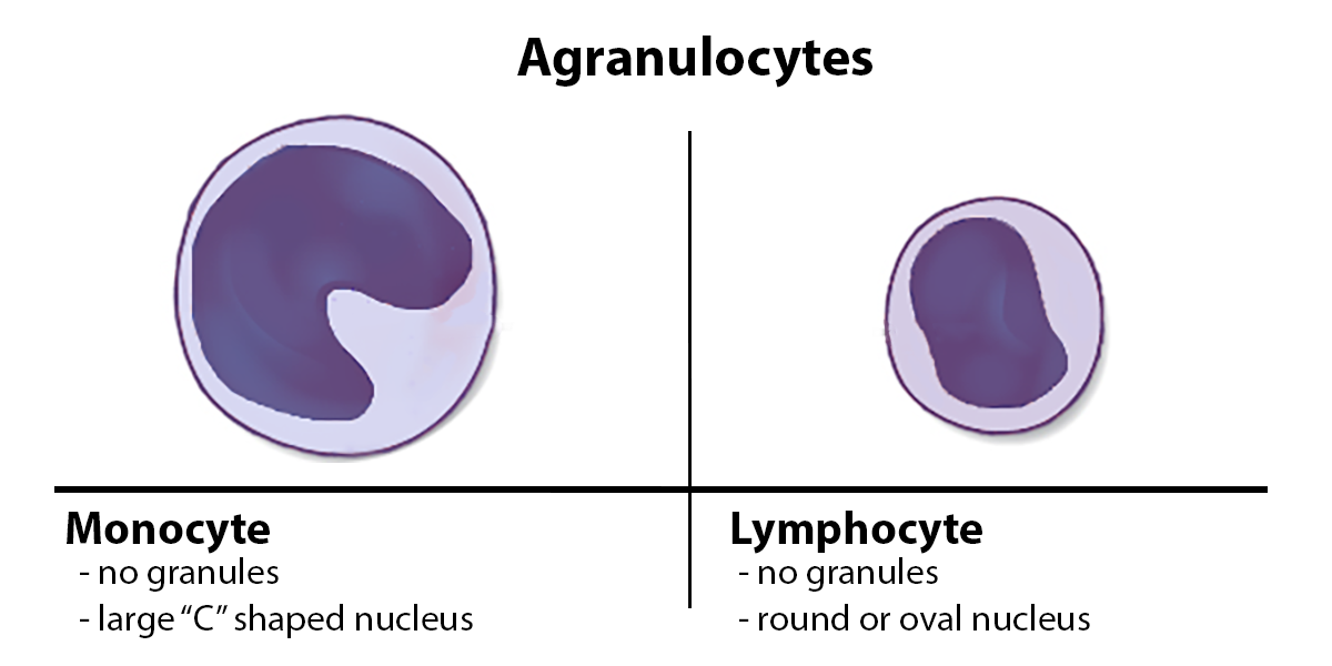 <ul><li><p>Have clear cytoplasm without granules &amp; large, unlobed nuclei</p></li><li><p>Three types:</p><ul><li><p>monocytes → phagocytic against bacteria &amp; antibody coated viruses + part of non-specific immune system</p></li><li><p>macrophages (matured monocytes) → engulf &amp; digest pathogens &amp; present antigens to activate the immune response</p></li><li><p>lymphocytes → produces antibodies &amp; involved in specific immune response</p></li></ul></li></ul><p></p>