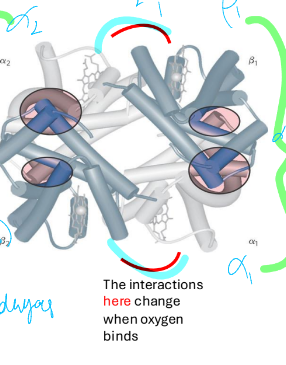 <p>tetramer <span><span>α</span><sub><span>2</span></sub></span><span>β</span><sub><span>2</span></sub><span> </span></p><p><span>cooperative binding </span></p><p><span>α-β interferences </span></p><ul><li><p>hydrophobic interactions </p></li><li><p>H bonding </p></li><li><p>salt bridges (ionic interaction) </p></li></ul><p></p>