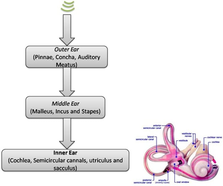 <p>the encoding of sound, especially the sound of words.</p>