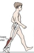 hip extending to 10º extension
-thigh 20º extension