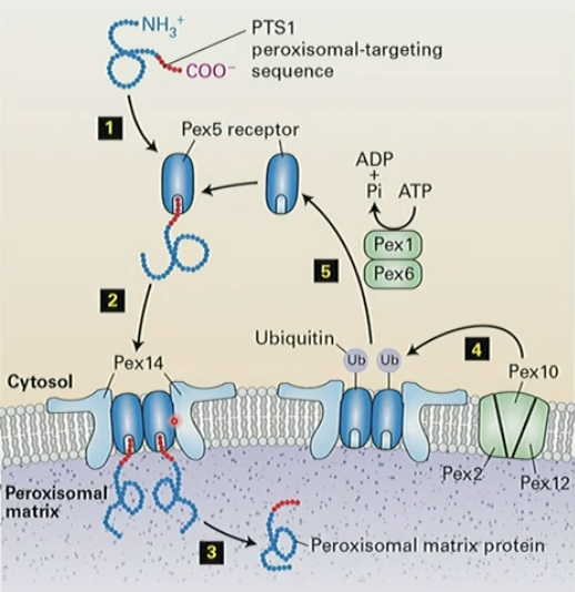 <ol><li><p>peroxisomal targeting seq PTS1 on C-term: S-K-L binds Pex5</p></li><li><p>complex binds to Pex14r in membrane</p></li><li><p>matrix protein dissociates into peroxsomal matrix </p></li><li><p>ubiquitinylation of Pex5 by Pex2/10/12 complex</p></li><li><p>ATP-dependent removal of Pex5 by Pex1/Pex6</p></li></ol><p></p>