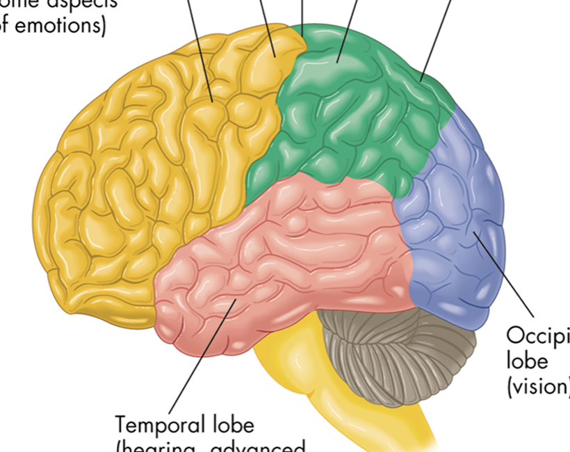 <p>hearing, visual processing (pink)</p>