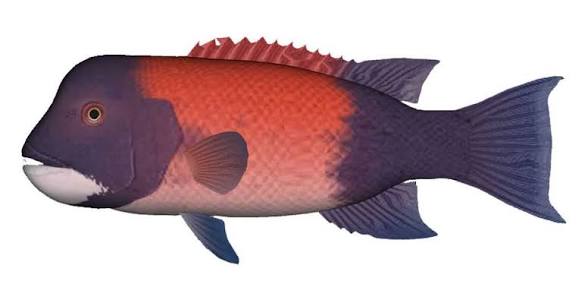 <p>What is the extra credit name for this fish?</p>