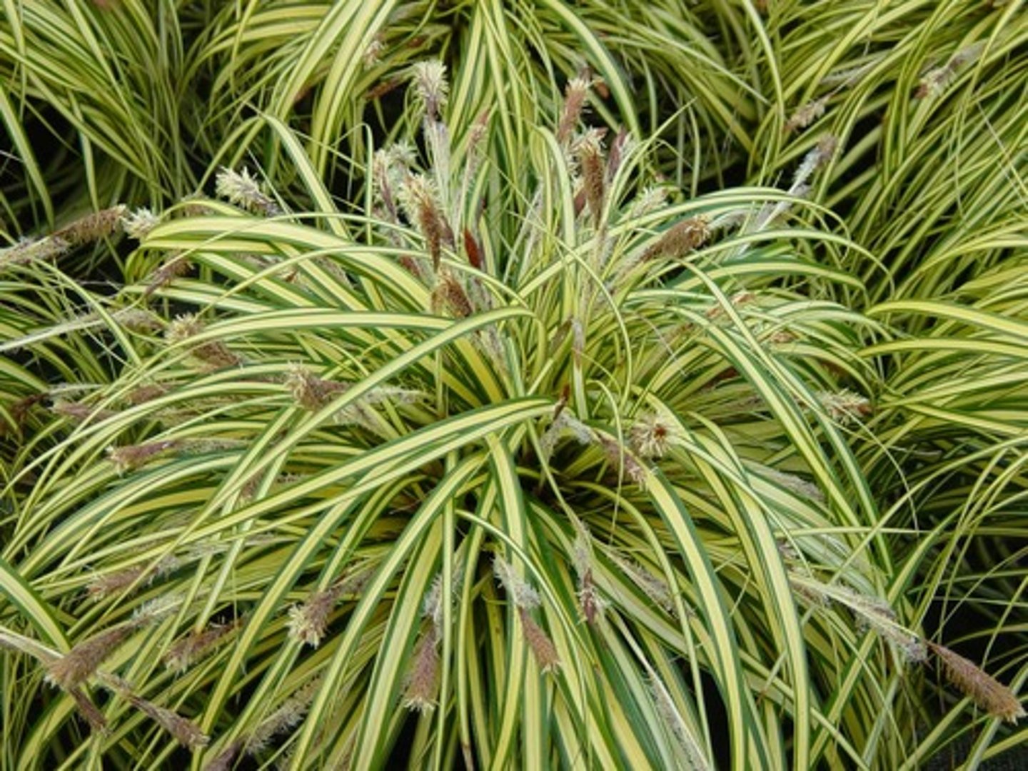 <p>(Cyperaceae/sedge)</p><p>many spec in MT</p><p>unisexual flowers, but monoecious plants</p><p>follows fam traits - edges</p>
