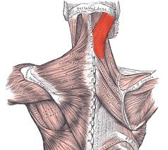 What is this muscle?