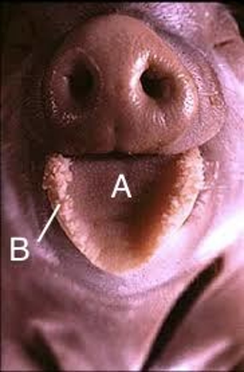 <p>A</p>
