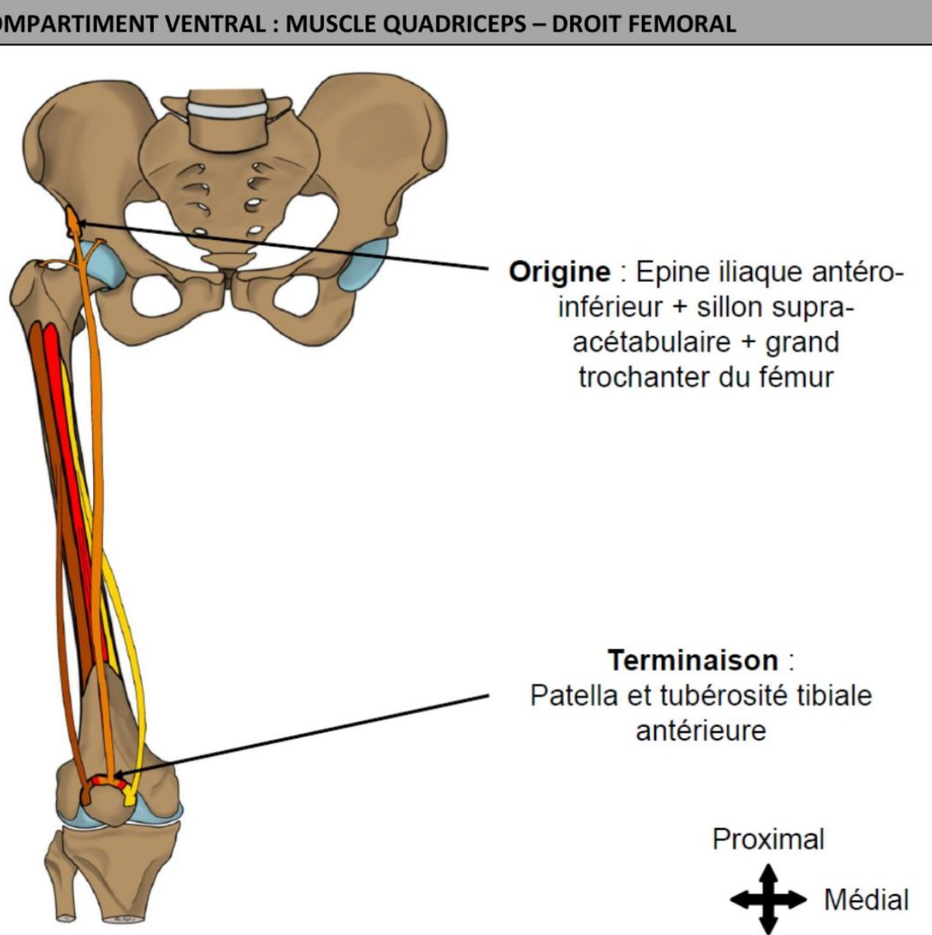 <ul><li><p>plan superficiel </p></li><li><p>fusiforme </p></li><li><p>vertical </p></li><li><p>chef central bi-articulaire</p></li><li><p>Épine iliaque antéro-inferieur + extension: sillon supra-acétabulaire et face antérieure du grand trochanter du fémur </p></li><li><p>Patella &amp; tuberosité tibiale antérieure </p></li></ul><p></p>
