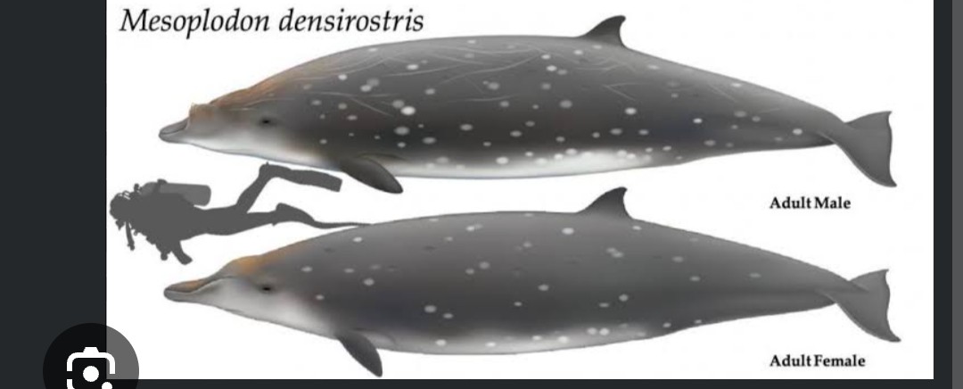 <p class="has-focus">Ziphiidae family</p><p class="has-focus">feeds on squid and small fish using suction feeding</p><p>has a dark gray or brownish-blue compact body with a long, distinct snout and a single pair of flattened tusk-like teeth erupting from lower jaw in adult males. Faint white spots dispersed on body</p>