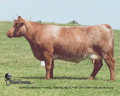 -Originates in ENGLAND, introduced to US in 1783
-Red or roan and white (sometimes speckled), medium to large size
-Calving ease, fertility, rapid growth