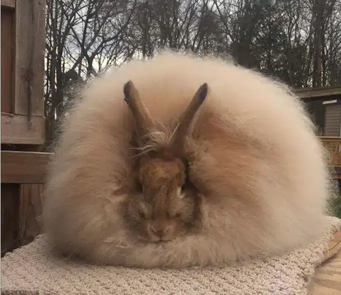 <p>What Breed Am I?</p>