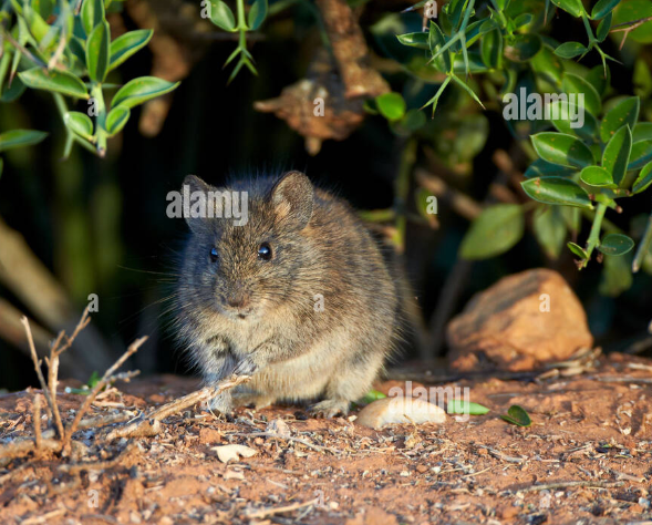 <p>Kruger, Bagani</p>