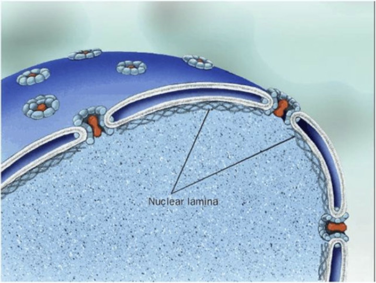 <p>Composed of lamina proteins:</p><ul><li><p>gives structural stability to nucleus</p></li></ul><p></p>