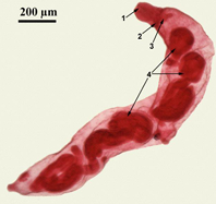 term image