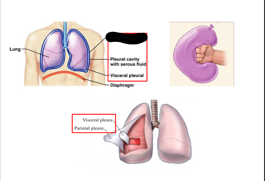 <p>What structure is this within the Pleural Cavity?</p>