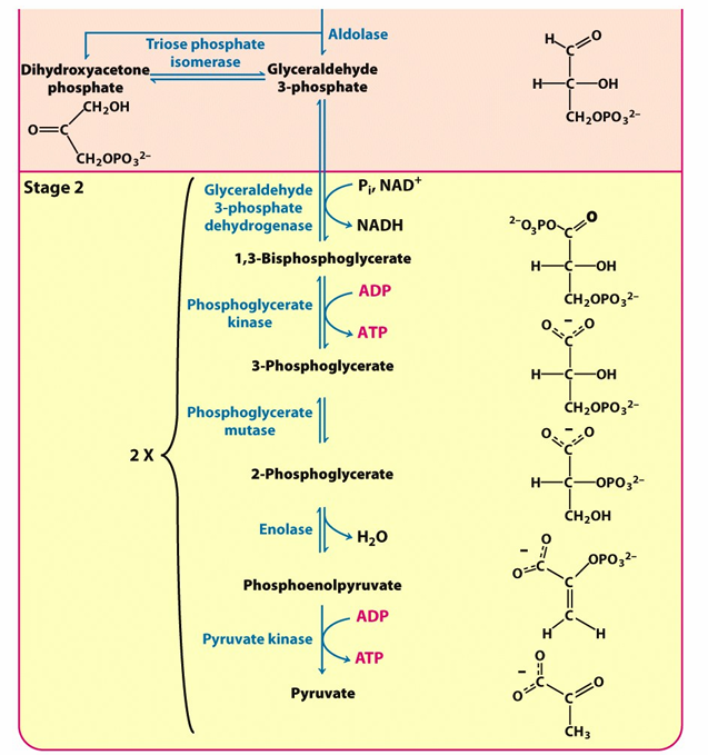 <ul><li><p>utilise gl<strong>yceraldehyde 3-phosphate dehydrogenase </strong></p></li><li><p>Role: produire 1,3 BPG qui peut spontanément phosphoryler ADP. il est plus haut en energie. </p></li><li><p>GAP  + NAD+ + Pi —- 1,3BPG + NADH + H+ </p></li><li><p></p></li></ul><p></p>