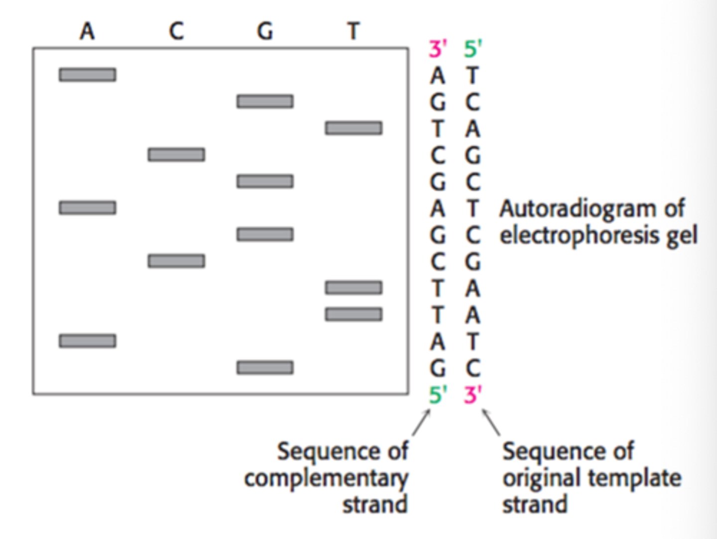 <p>Purpose: Used to determine the sequence of nucleotides in a strand of DNA</p>