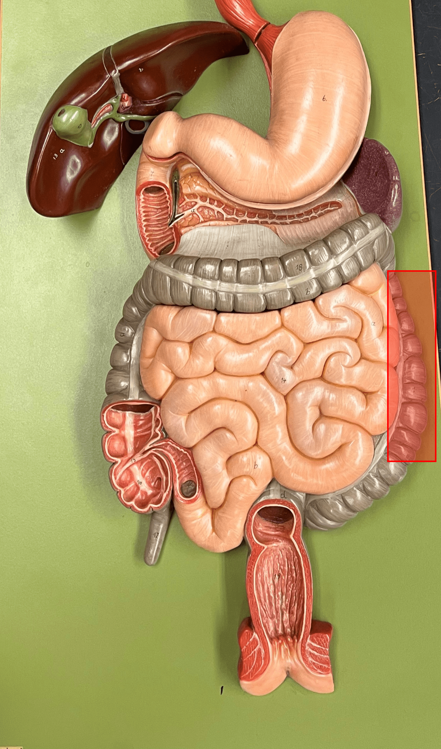 • The third part of the colon of the large intestine.

• The part of the colon moving downwards on the left side of the abdominopelvic cavity.
