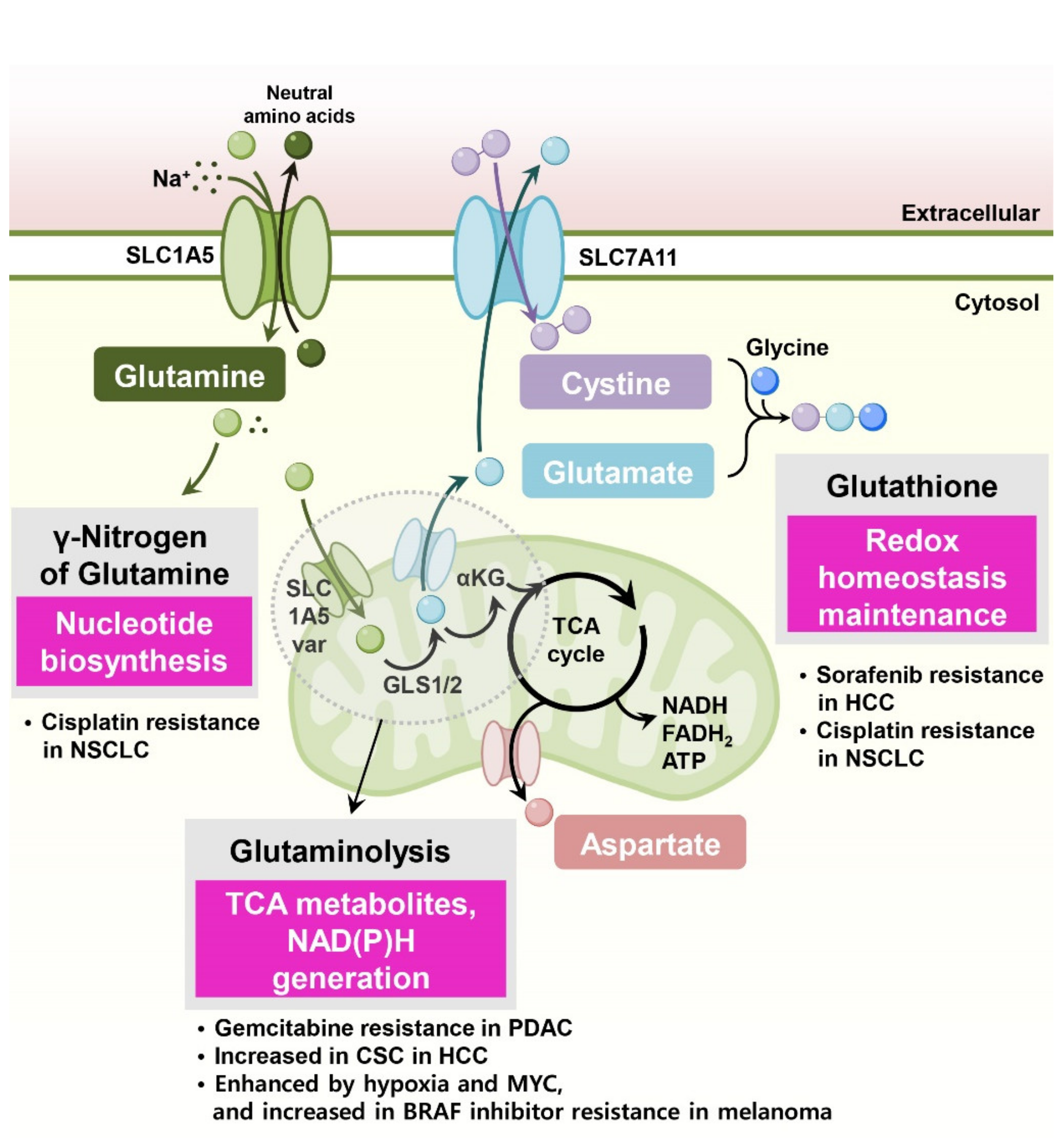 <p>Amino acid metabolism</p>