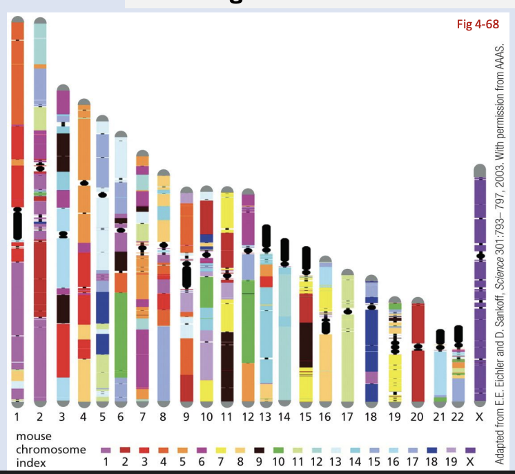 <p>what do you think is more highly conserved: sequences within exons or the positions of genes on particular chromosomes?</p>
