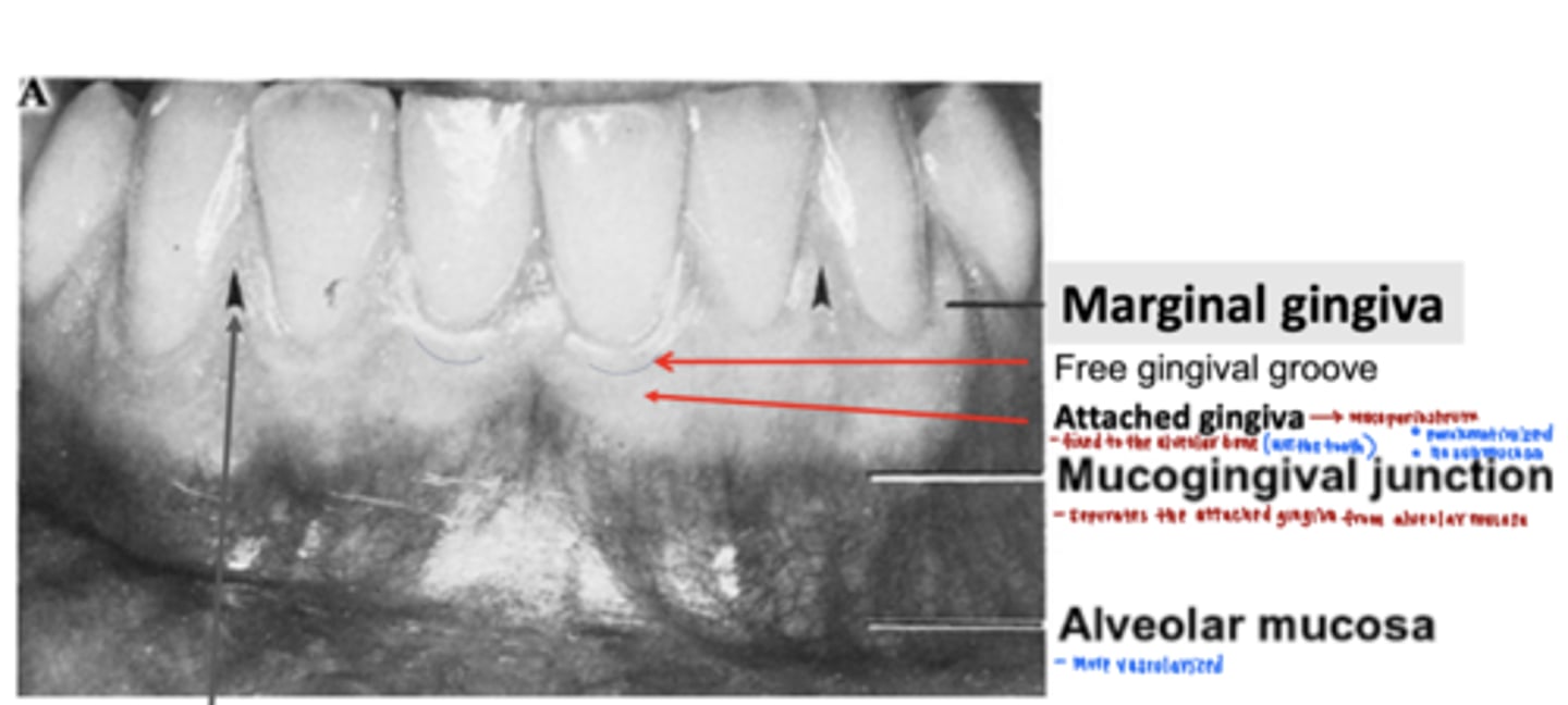 <p>1. marginal gingiva</p><p>2. free gingival groove</p><p>3. attached gingiva </p>
