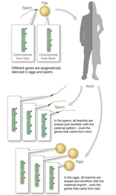 <p>Imprints are erased in the Germ-line and re-established in gametes.</p><p>In the sperm all imprints are erased and rewritten with the paternal pattern, even the alleles that came from mum</p><p>In the ova all imprints are erased and rewritten with the maternal pattern, even the alleles that came from dad</p>