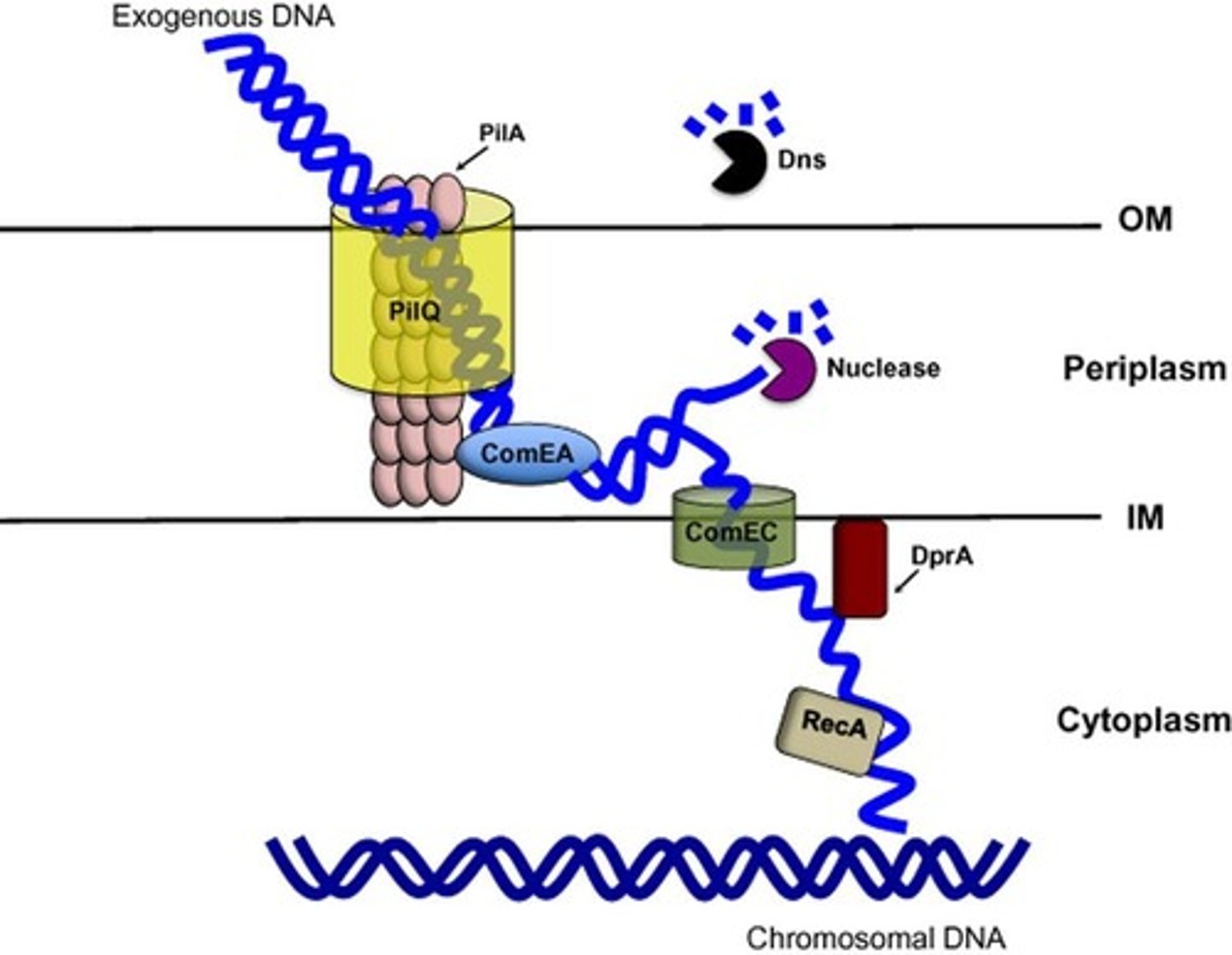 <p>The ability of a bacterium to take up DNA from the medium, which can be natural or artificial.</p>